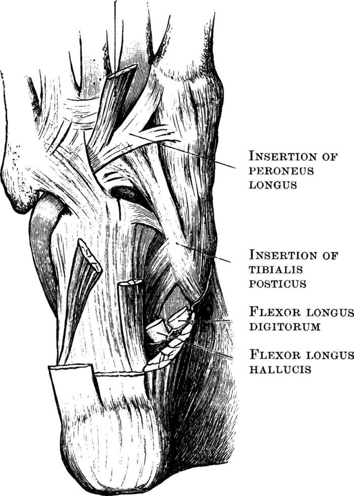 muscles dans le Unique de le pied, ancien illustration. vecteur