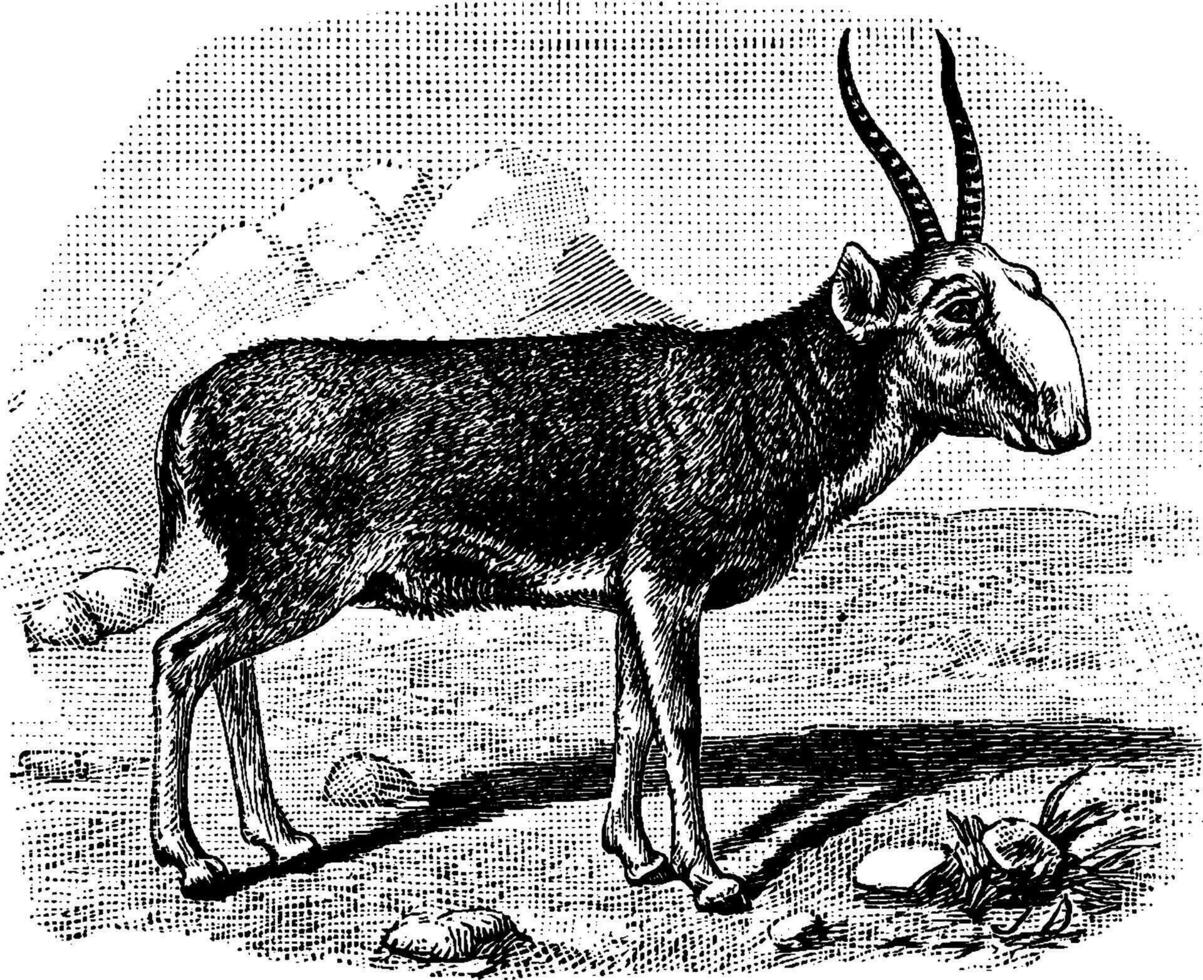 saïga antilope, ancien illustration. vecteur