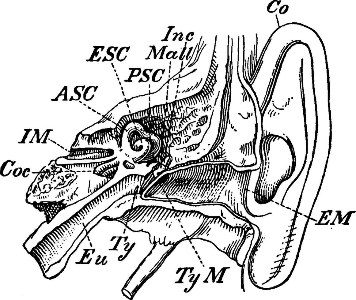 interne oreille, ancien illustration. vecteur