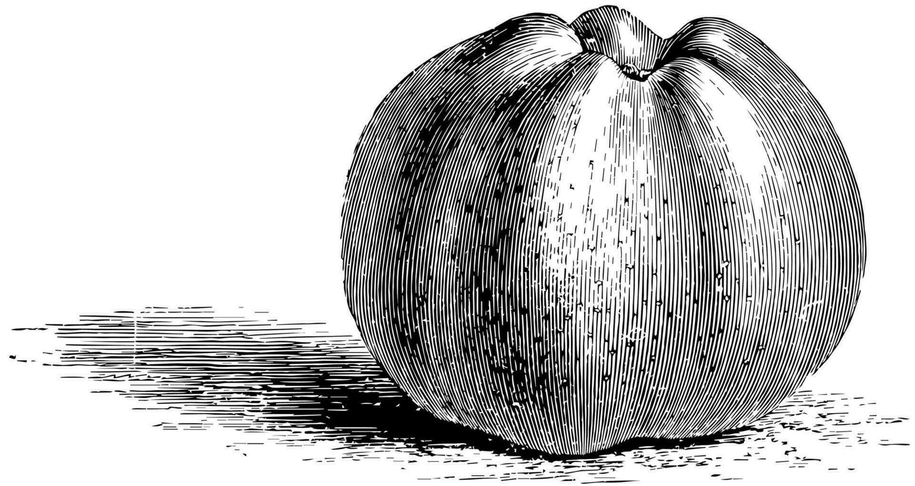 Calville blanche Pomme ancien illustration. vecteur