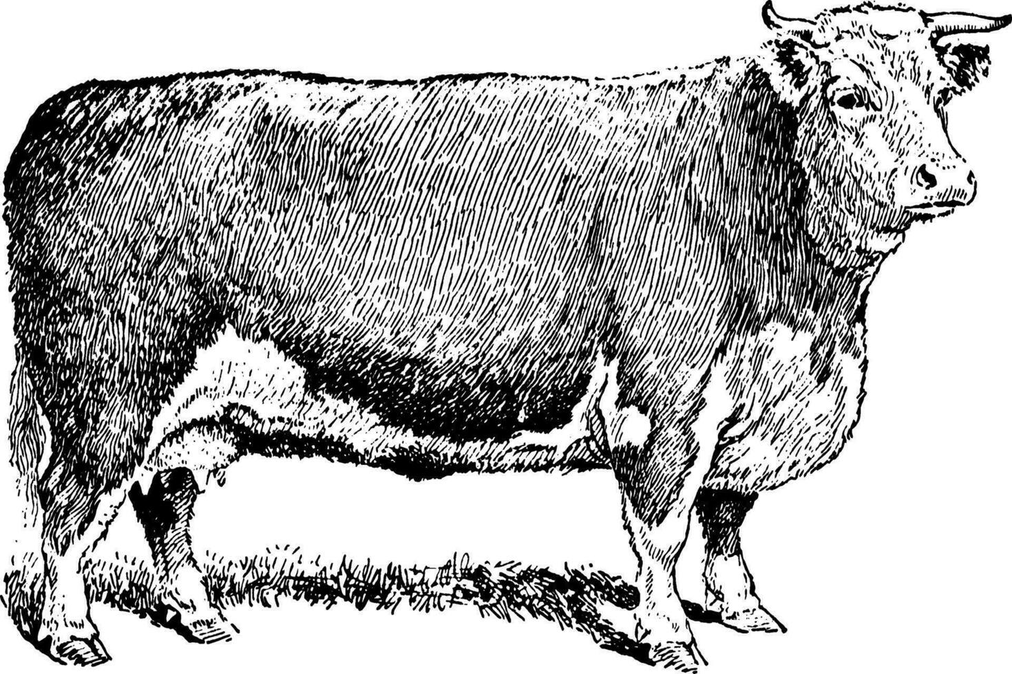 du boeuf vache, ancien illustration. vecteur
