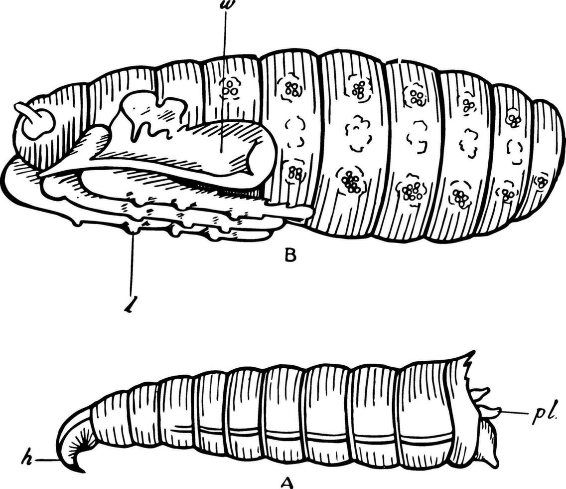 mouche à viande développement, ancien illustration. vecteur