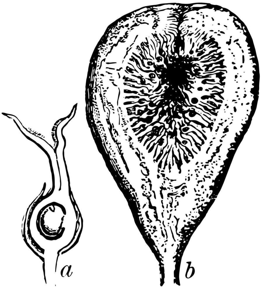 section de fruit de figure ancien illustration. vecteur