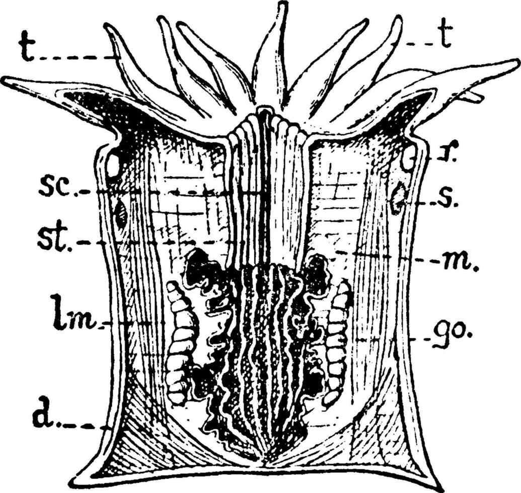 anthozoaire zooïde, ancien illustration. vecteur