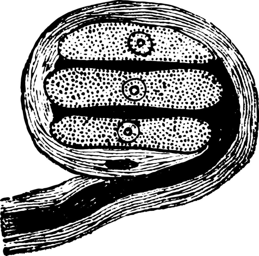 corpuscule de grandy, ancien illustration vecteur