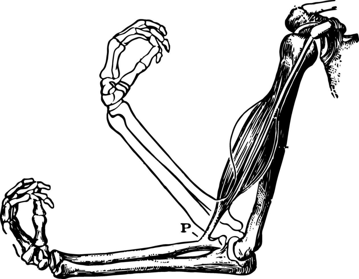 le biceps muscle et bras os, ancien illustration. vecteur