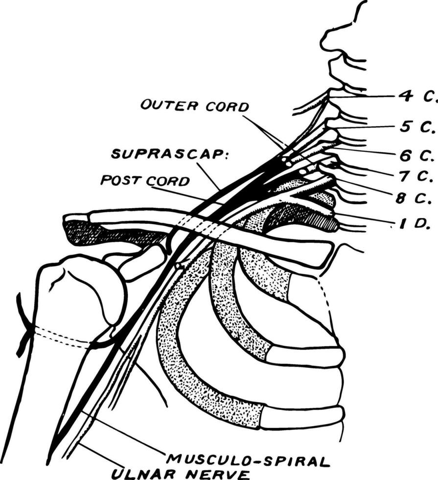 nerfs de le épaule, ancien illustration. vecteur