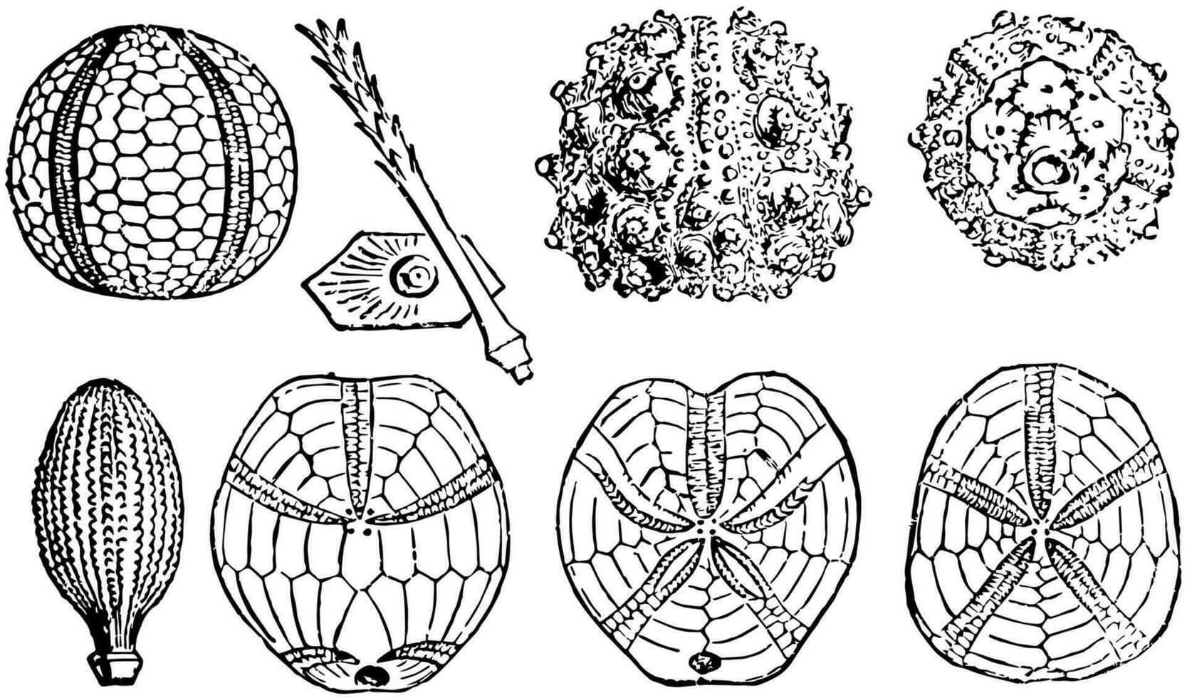 mer oursin fossiles, ancien illustration vecteur