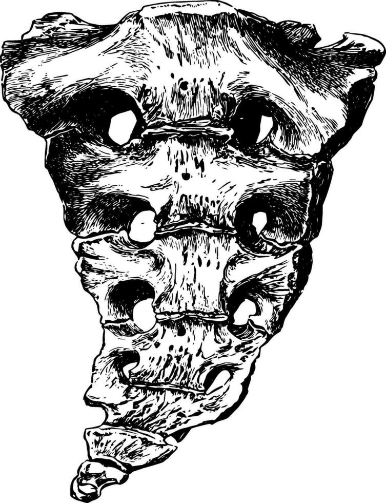 sacrum et coccyx, ancien illustration. vecteur