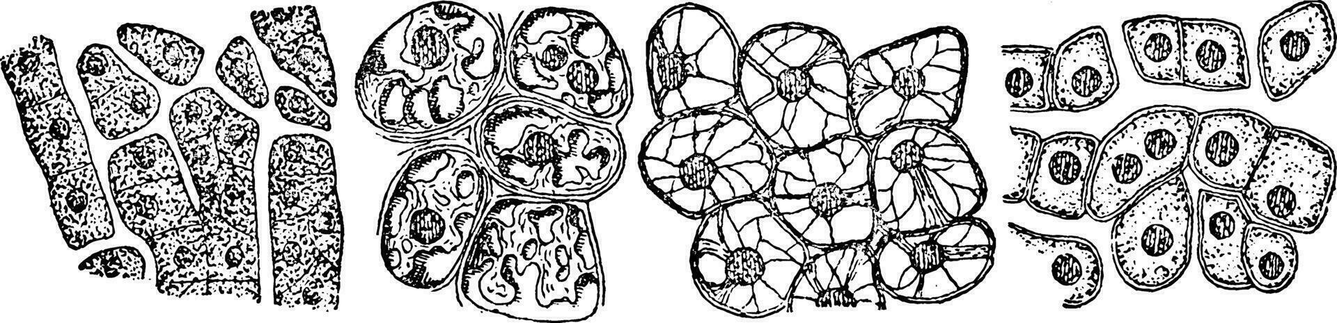 hépatique cellules dans digestion, ancien illustration. vecteur