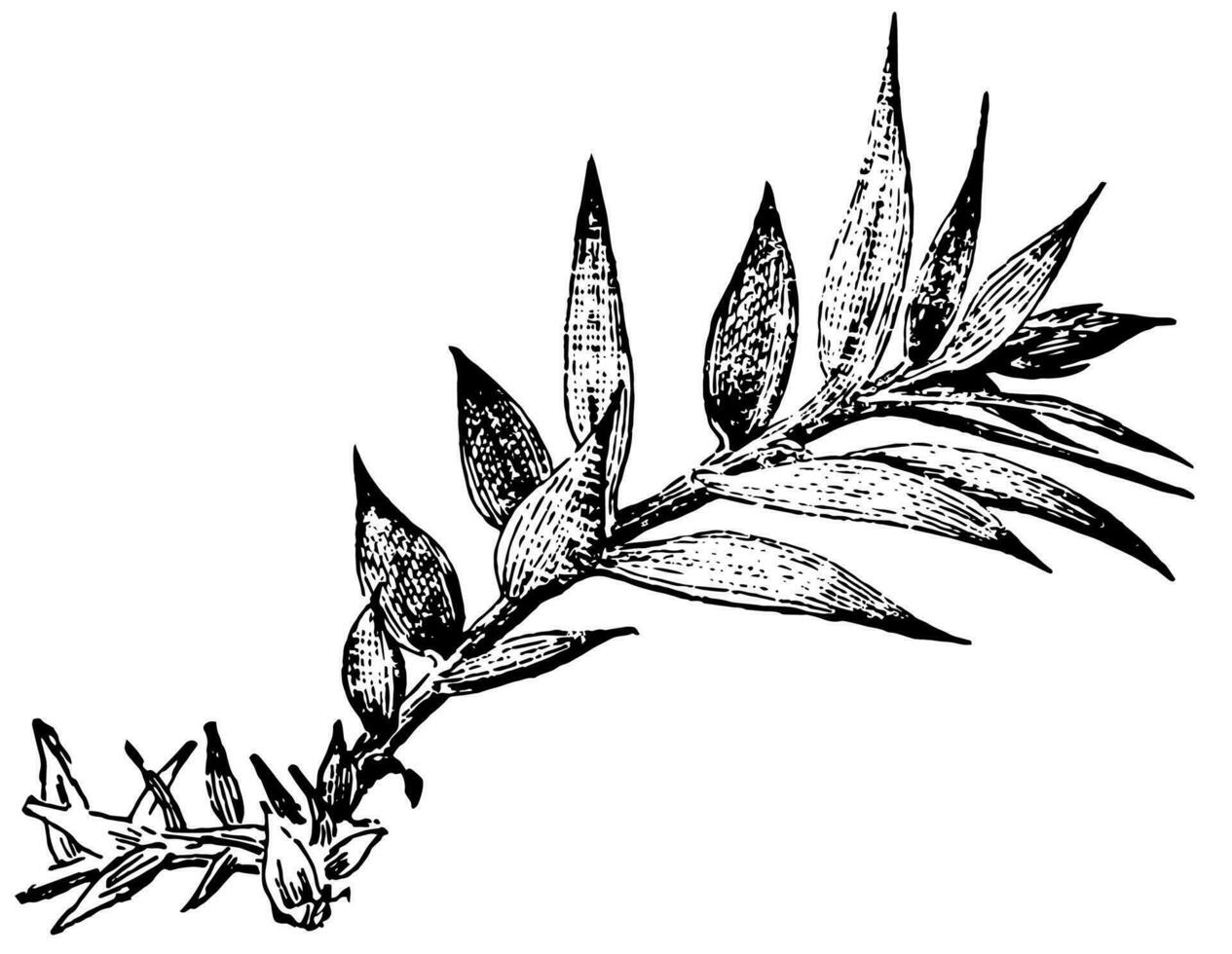 araucaria bidwillii ancien illustration. vecteur