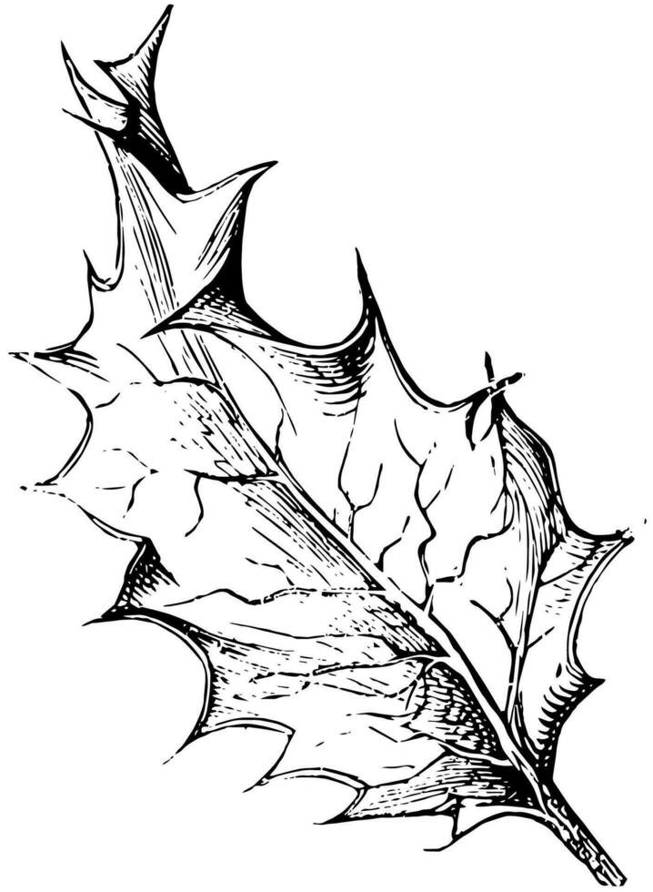 chêne vert aquifolium ancien illustration. vecteur