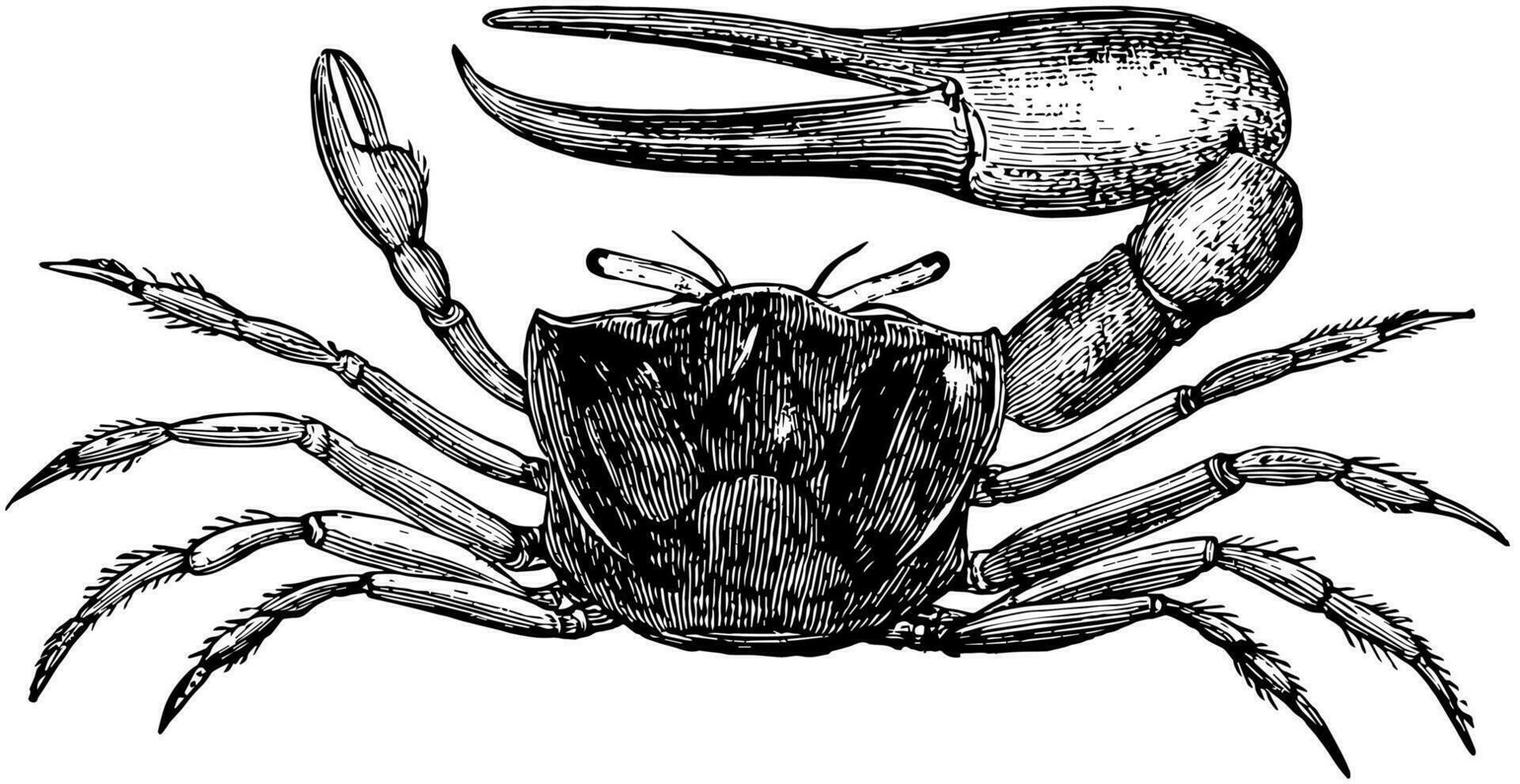 le sable violoneux crabe, ancien illustration. vecteur