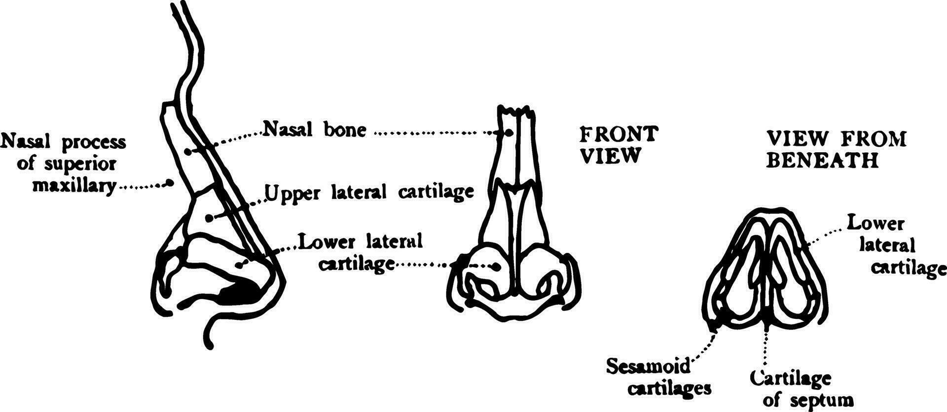 cartilages de le nez, ancien illustration. vecteur
