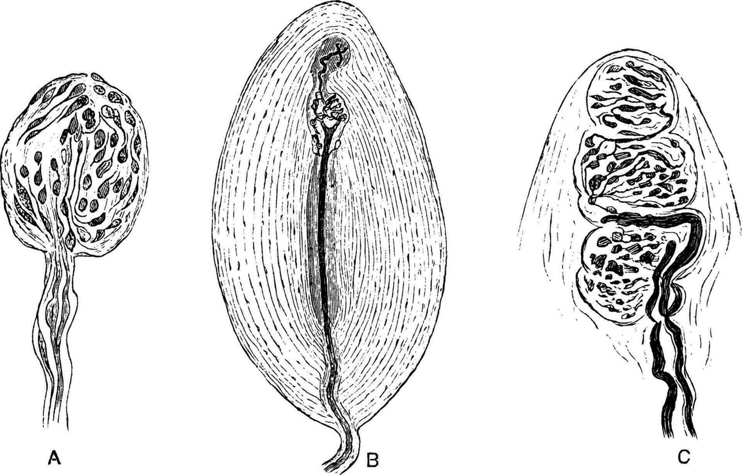 tactile les corpuscules, ancien illustration. vecteur