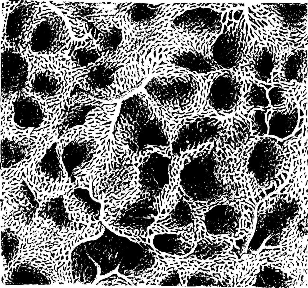 capillaire réseau dans poumon, ancien illustration. vecteur