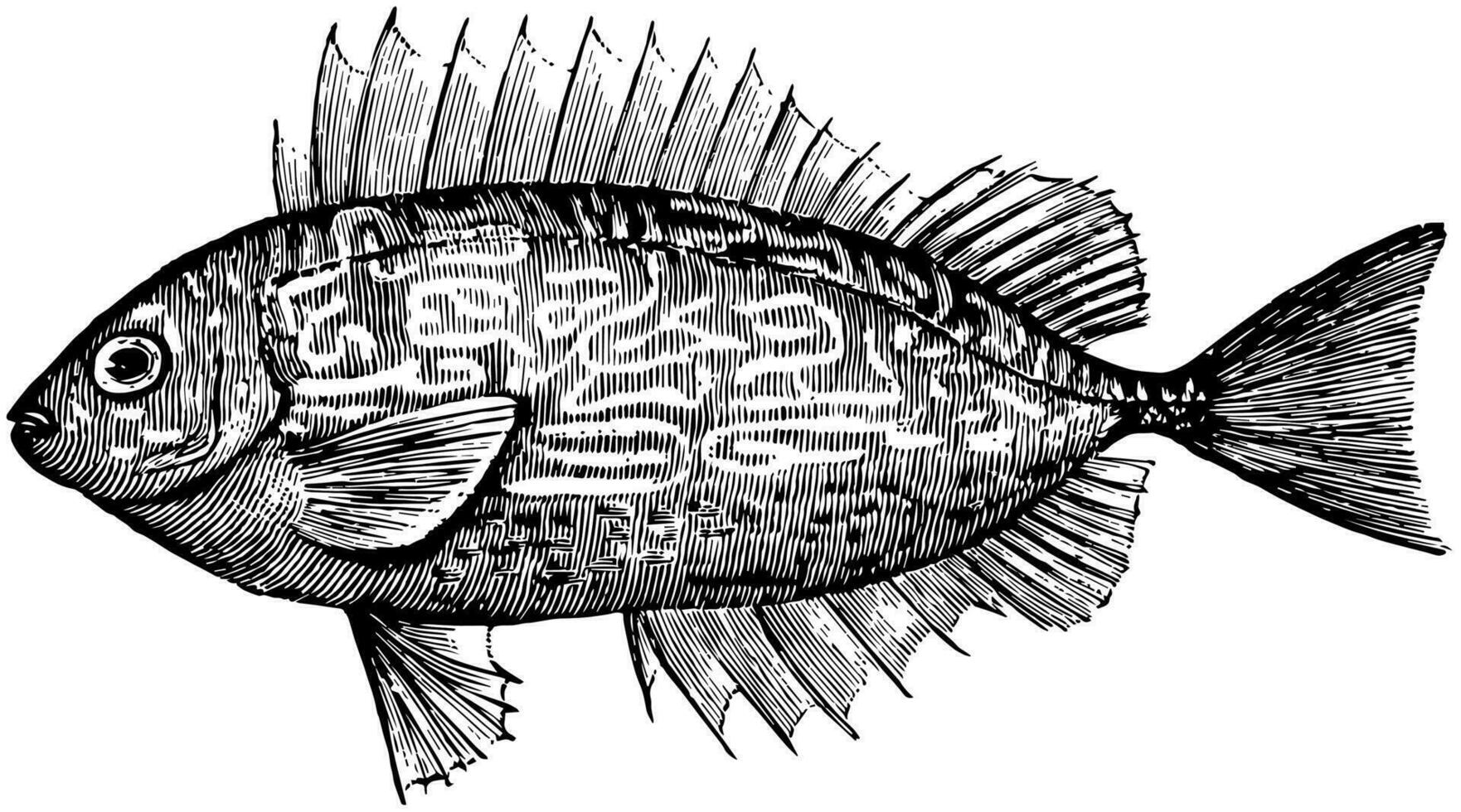 épineux poisson-lapin, ancien illustration. vecteur