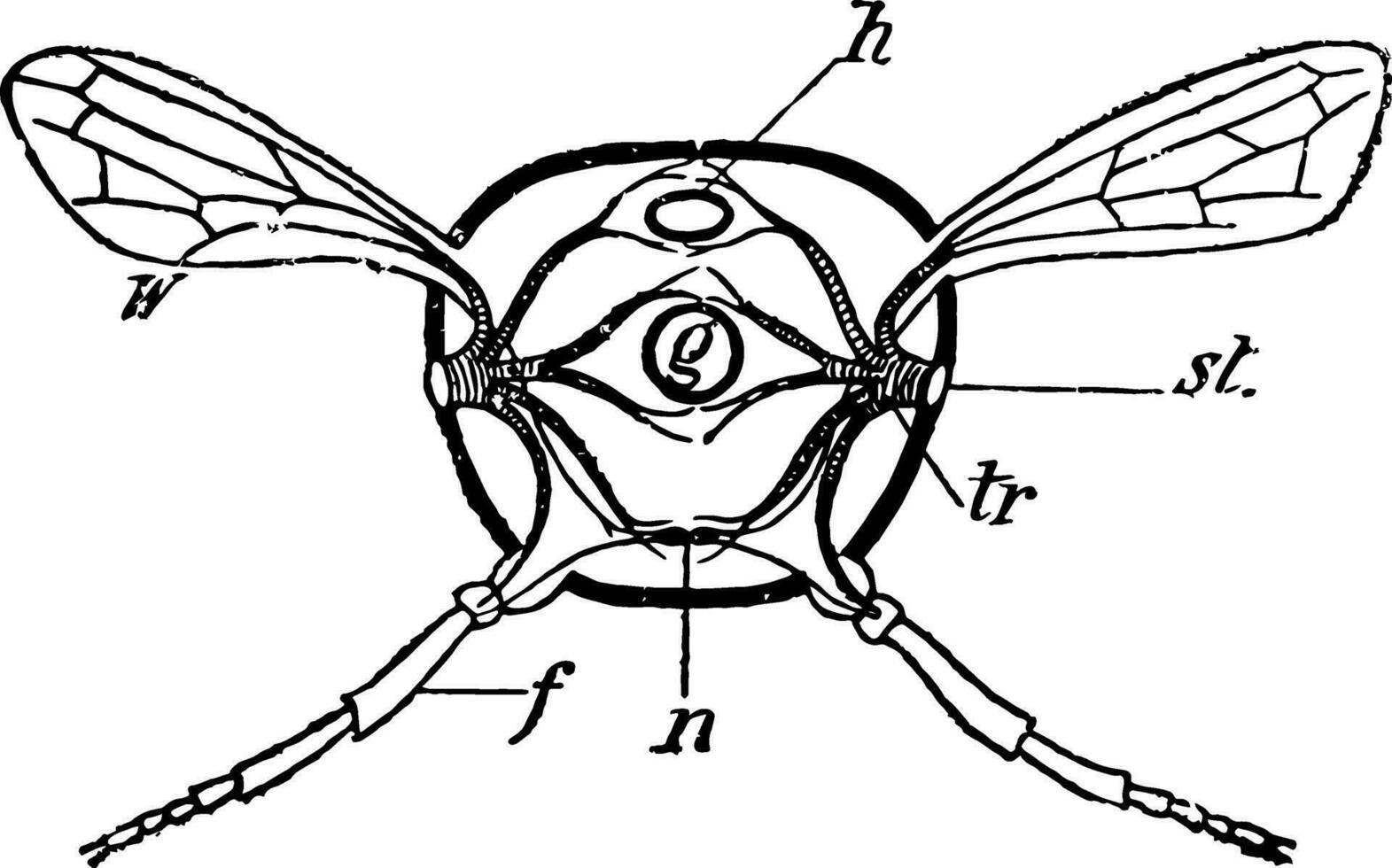 insecte section, ancien illustration. vecteur