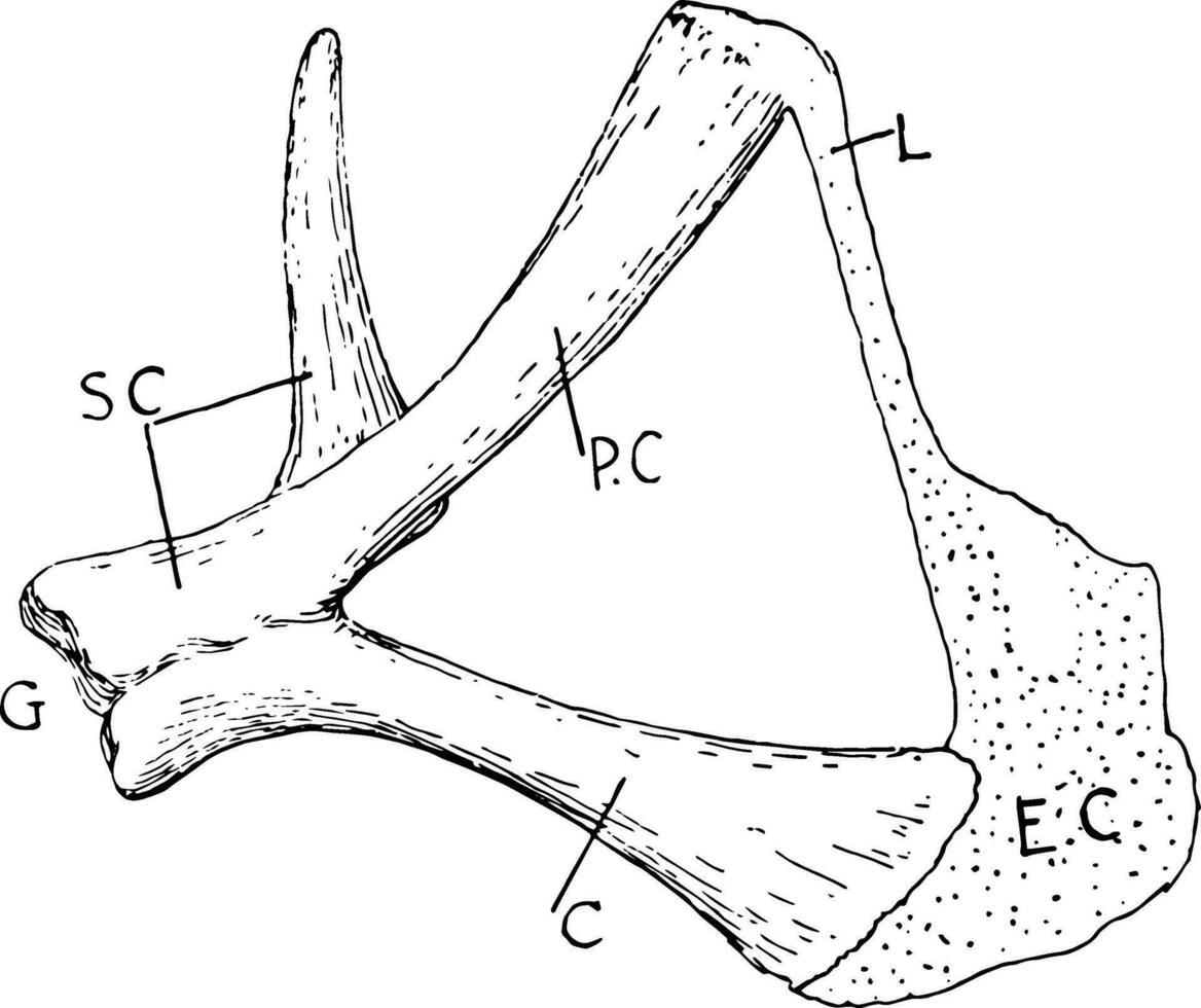 tortue pectoral ceinture, ancien illustration vecteur