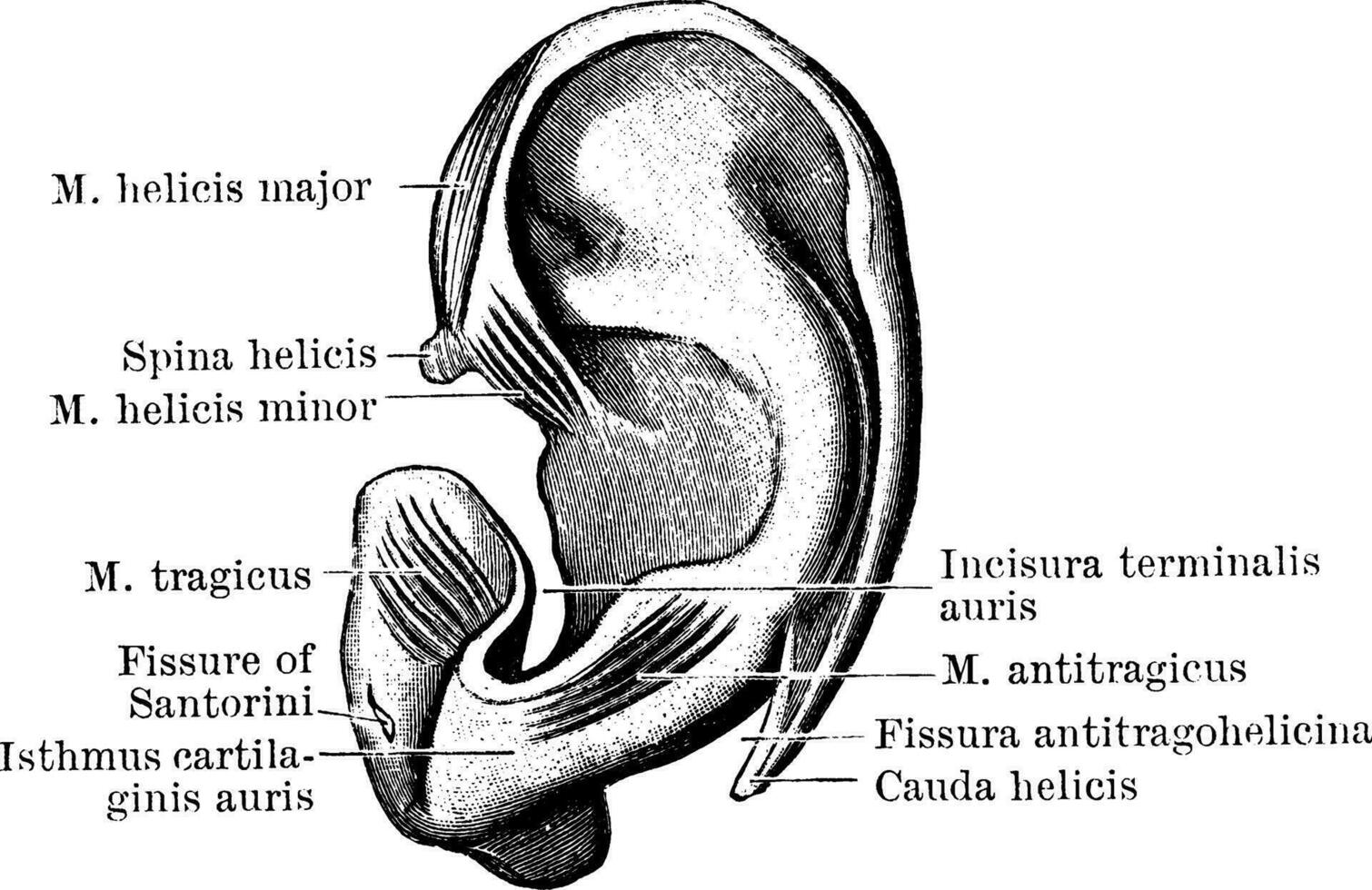 extérieur surface de penne cartilage, ancien illustration. vecteur