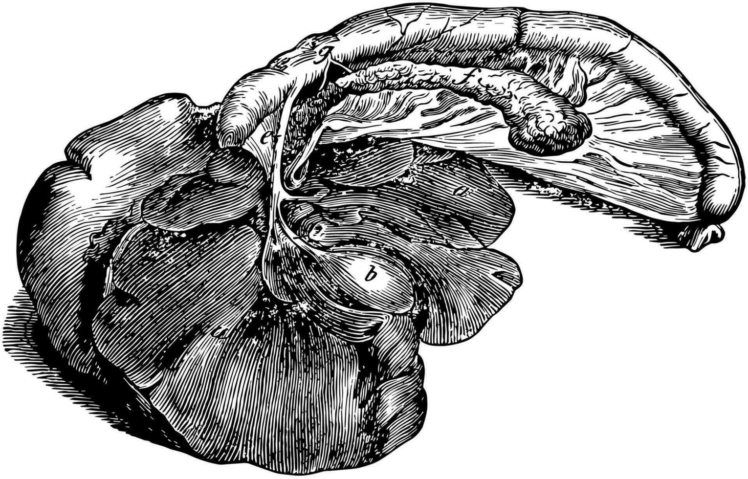 digestif organes de une chien, ancien illustration. vecteur