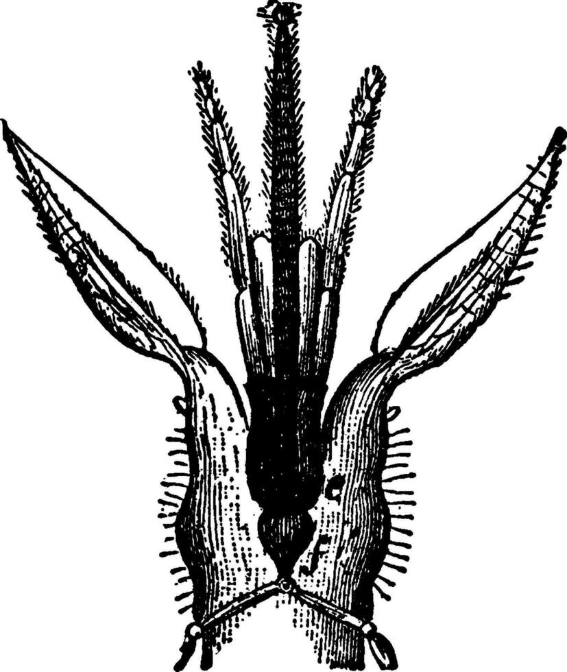 abeille bouche, ancien illustration. vecteur