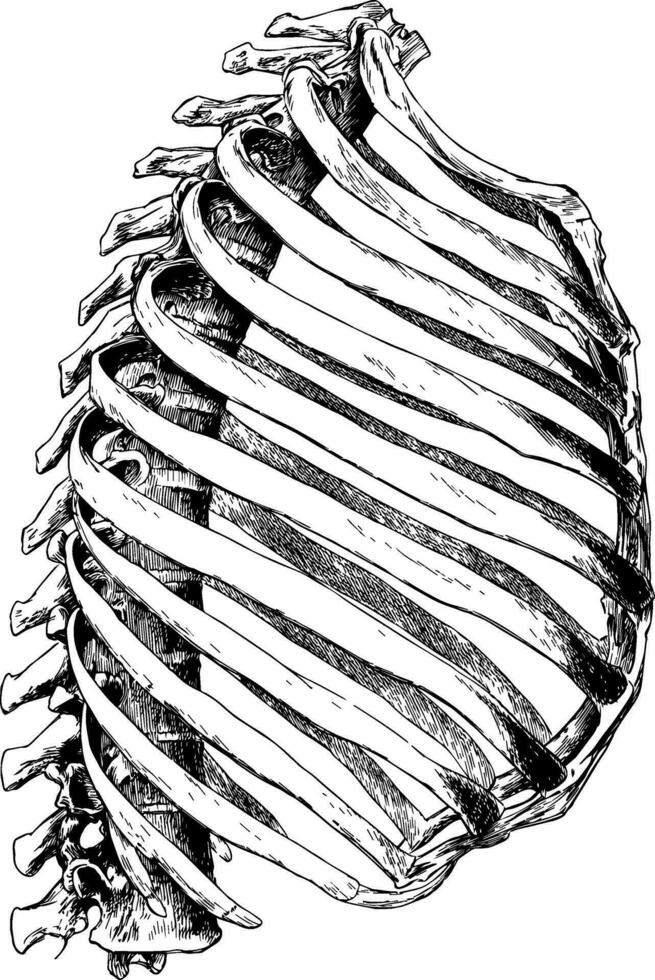 latéral vue de osseux thorax, ancien illustration. vecteur
