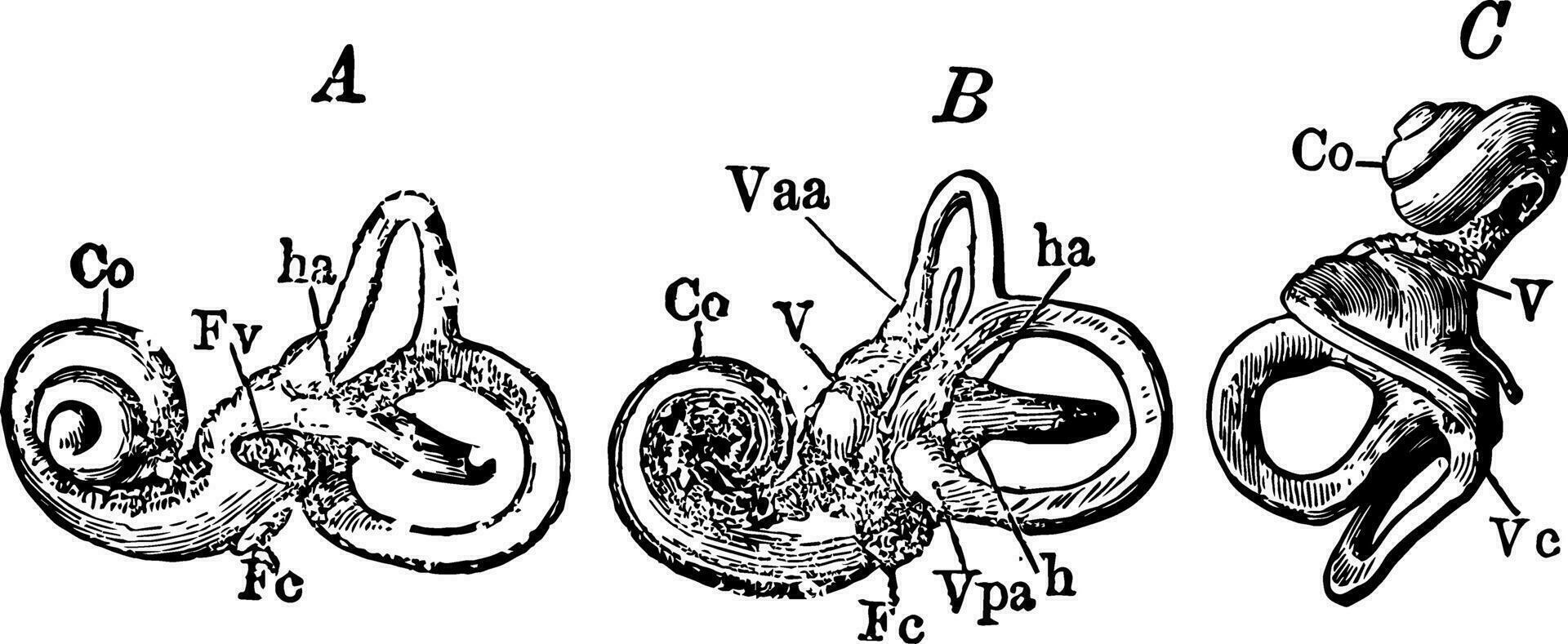 le osseux labyrinthe de le oreille, ancien illustration. vecteur