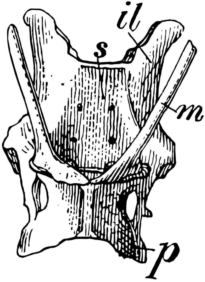bassin de épineux fourmilier, ancien illustration. vecteur