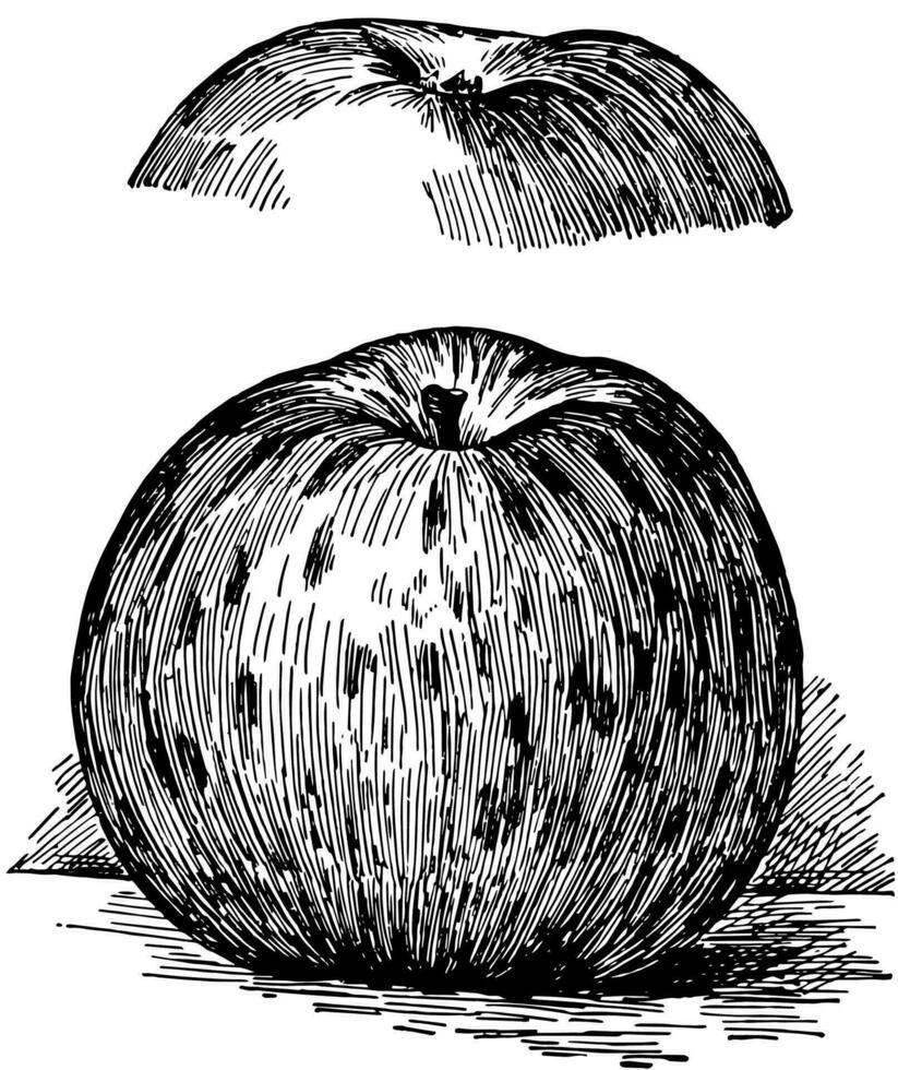 bleu poire principale Pomme ancien illustration. vecteur