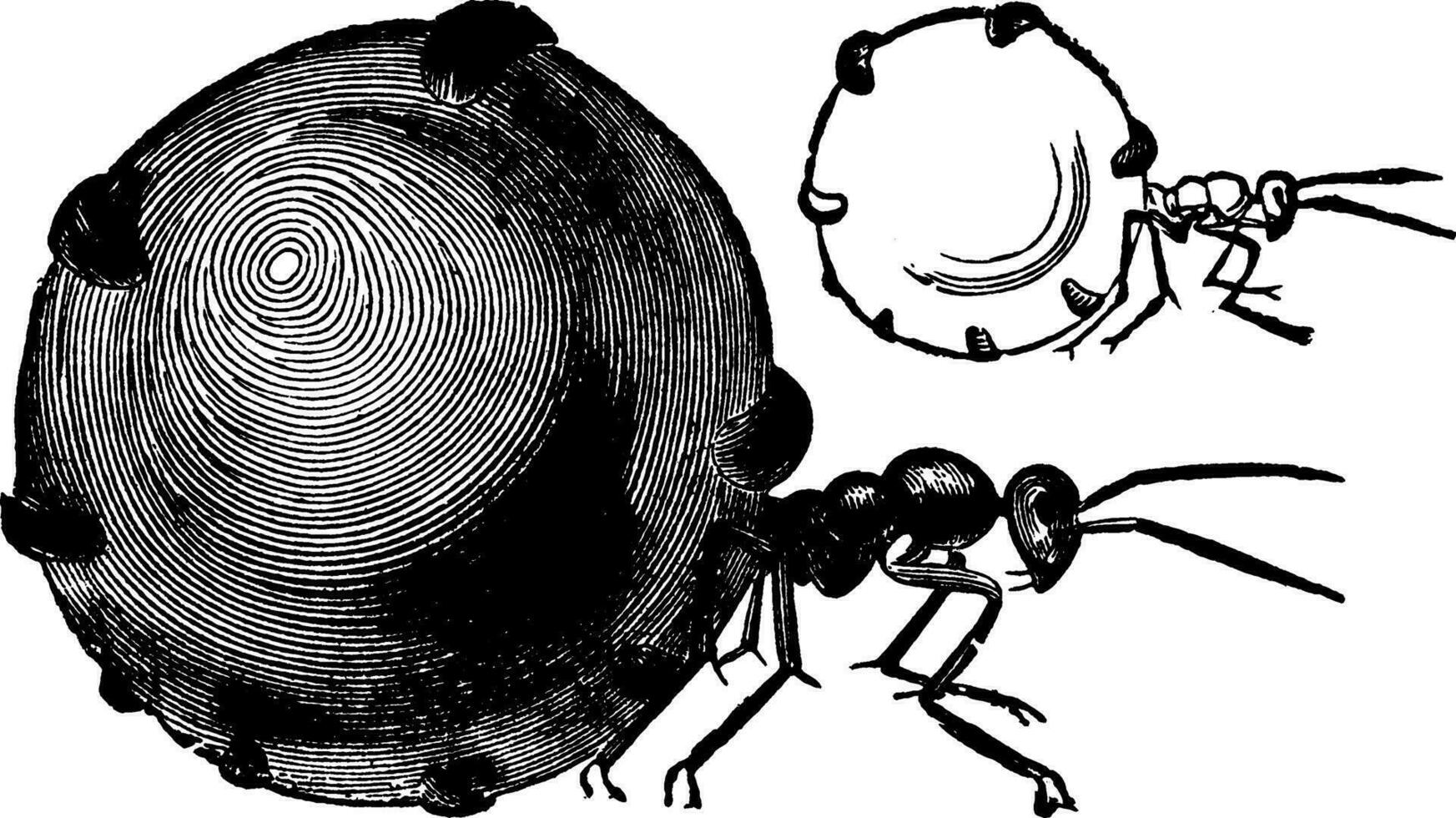 mon chéri fourmi, ancien illustration. vecteur