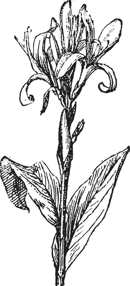 canna lis, ancien gravure. vecteur