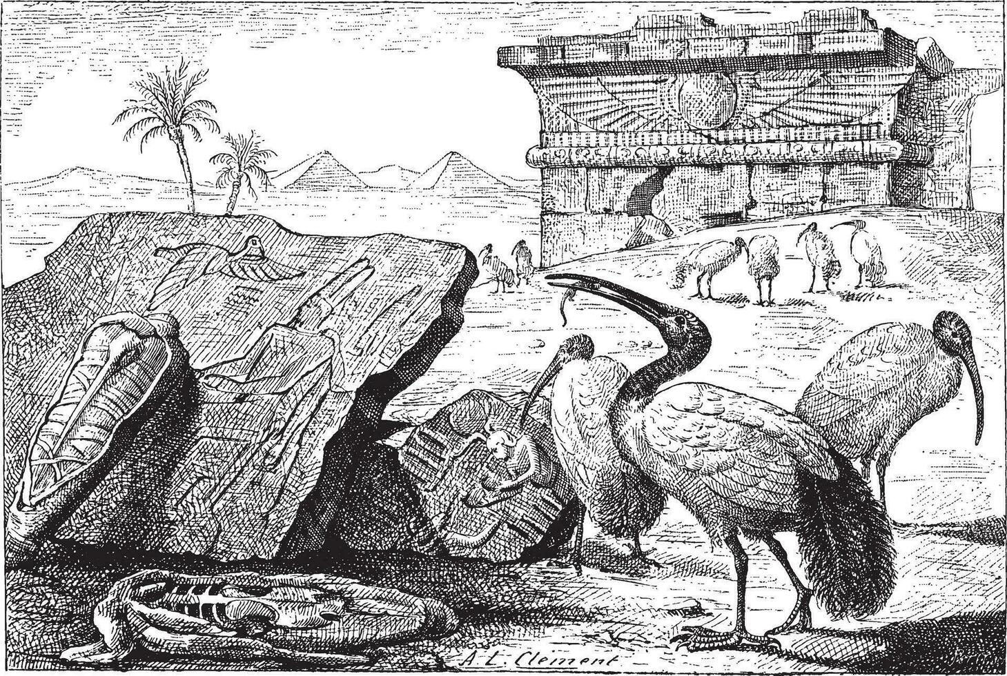 groupes de ibis ancien gravure vecteur