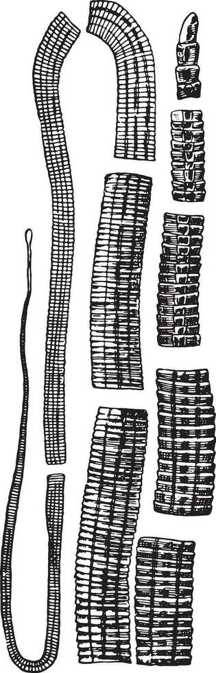 Bothriocéphale latus, ancien gravure. vecteur