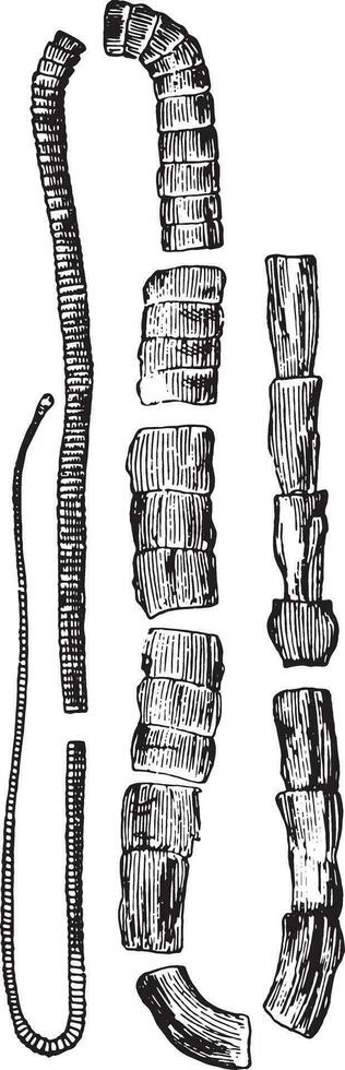 ténia saginée, ancien gravé illustration. vecteur