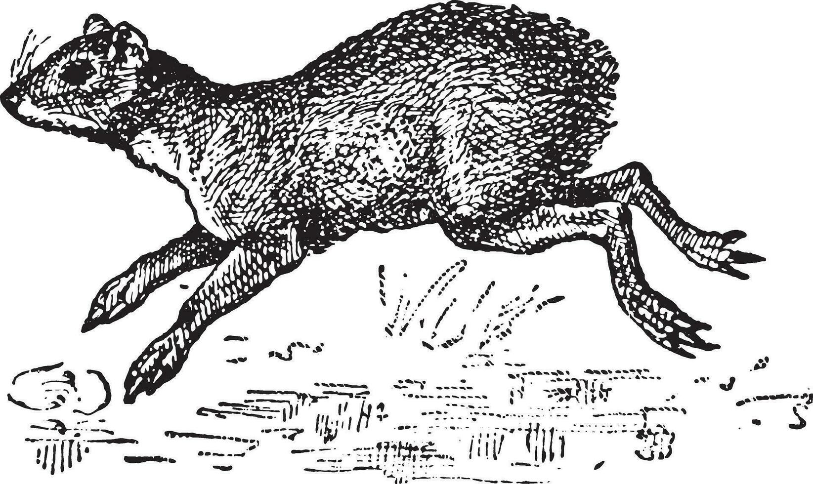 agouti, ancien gravure. vecteur