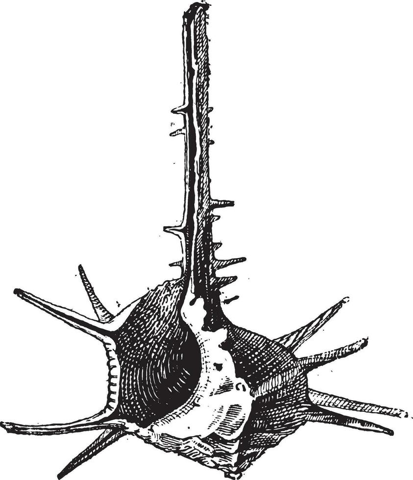 cornu turban ou turbo cornet, ancien gravure vecteur