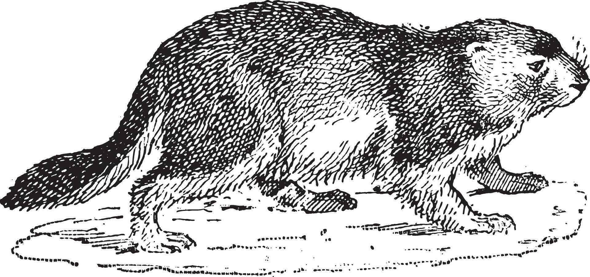 marmotte ou Marmota sp., ancien gravure vecteur