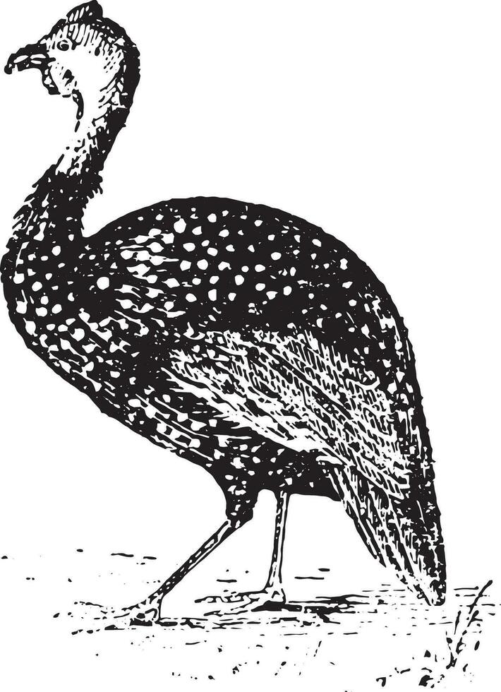 Guinée volaille, ancien gravure. vecteur