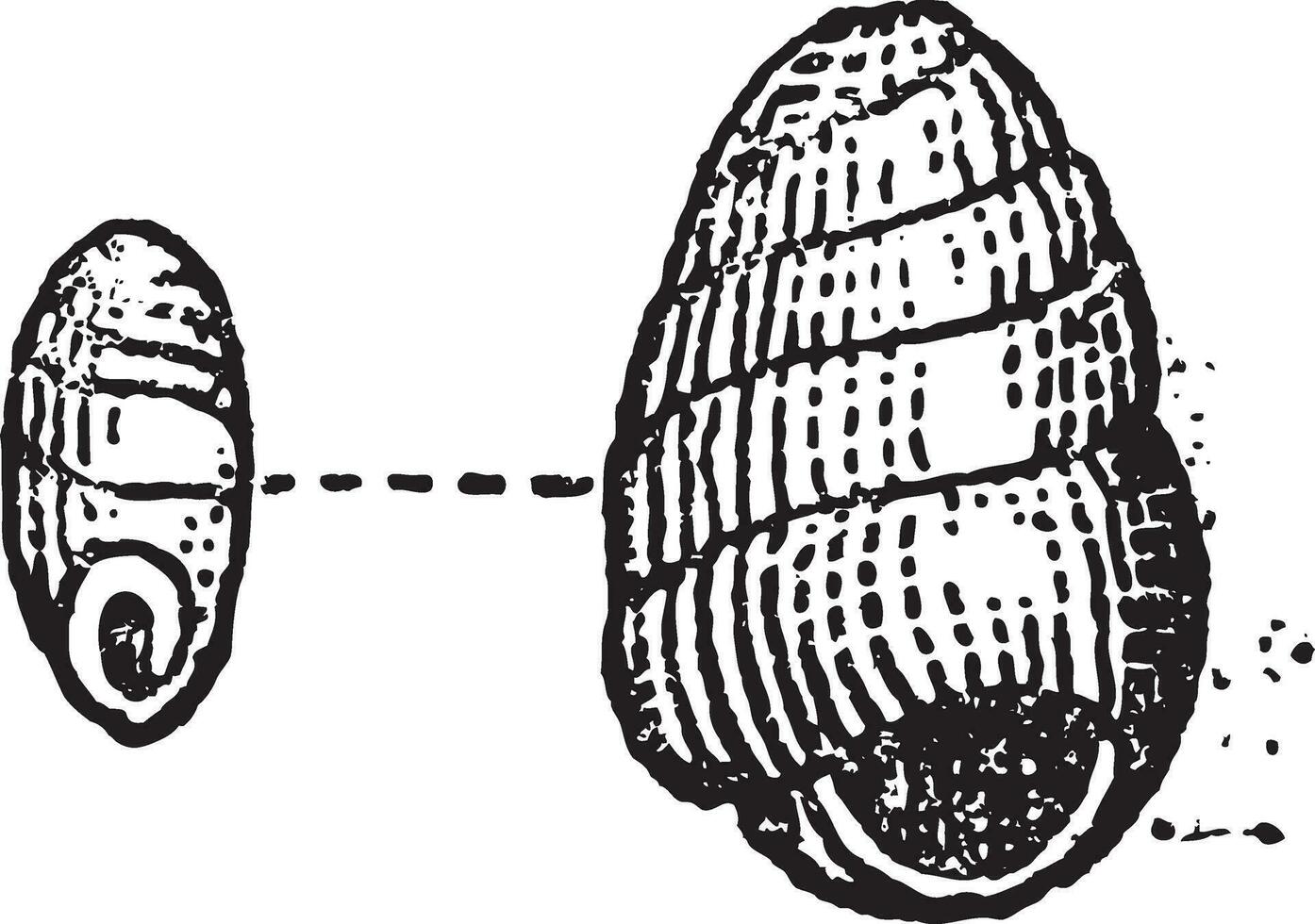 pupille muscorum, ancien gravure vecteur