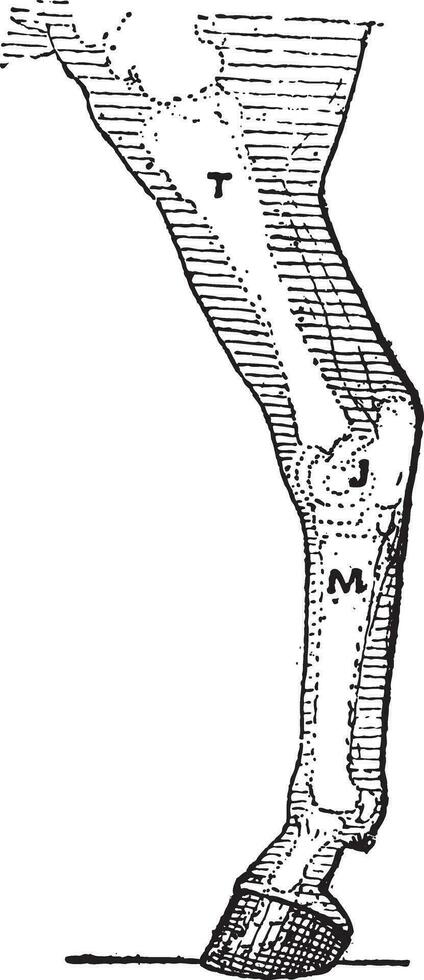 cheval jambe, ancien gravure. vecteur