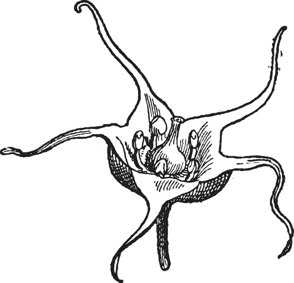 ulluco ou ullucus tubéreuse, ancien gravure vecteur
