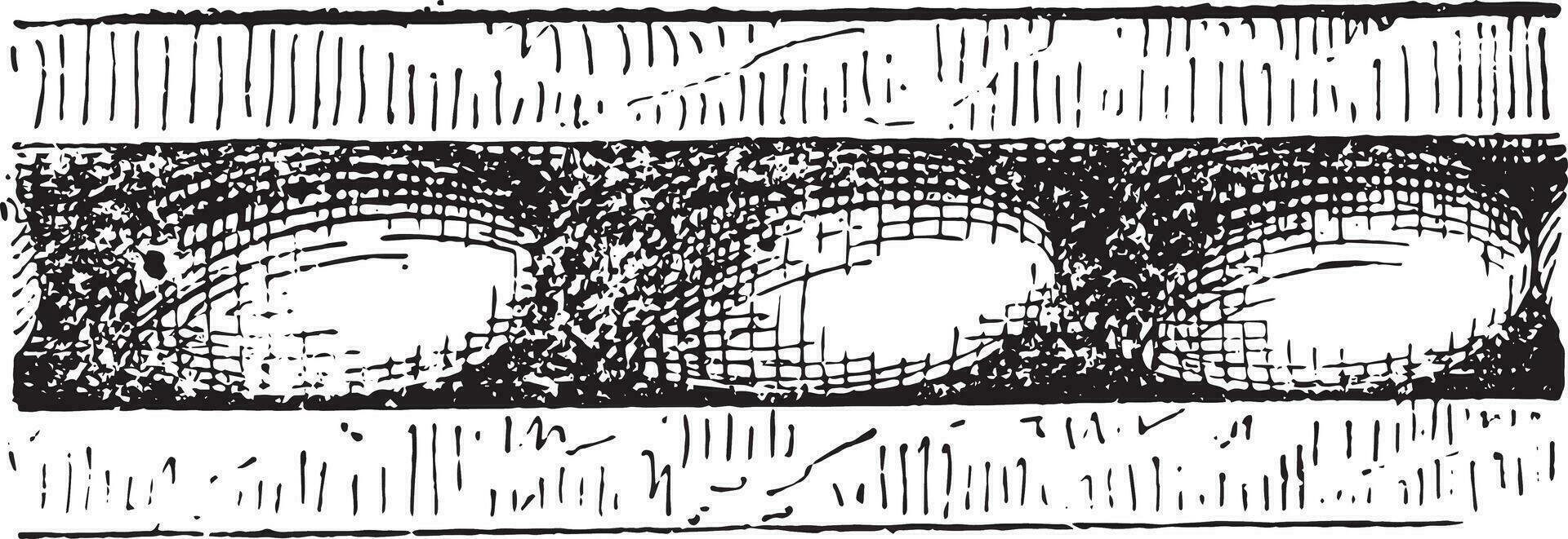 olive, ancien gravure. vecteur