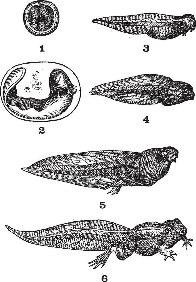 grenouille les têtards, ancien gravure. vecteur