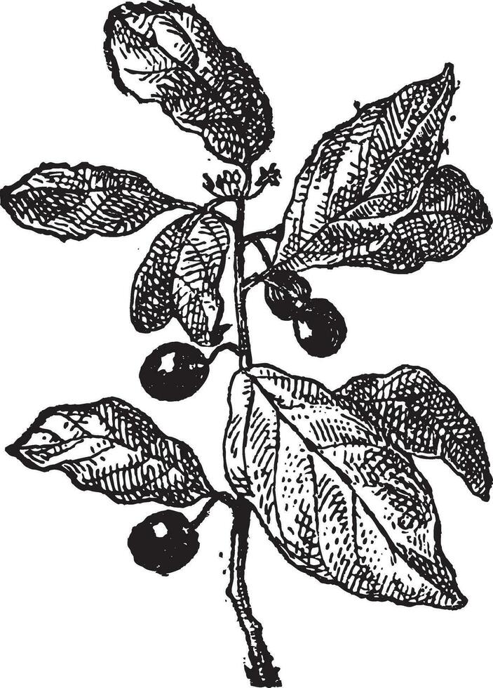 rhamnus ou les nerpruns, ancien gravure. vecteur