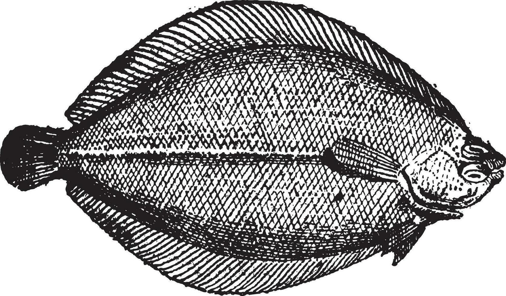 rhombe ou barbue, ancien gravure. vecteur