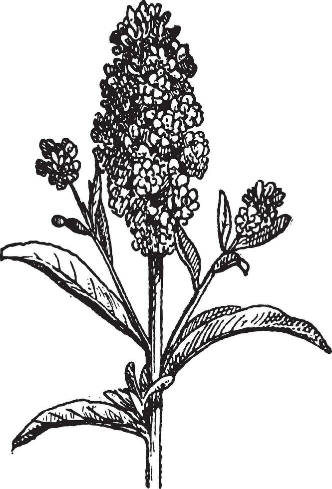 égéen giroflée ou erysimum Cheiri, ancien gravure vecteur