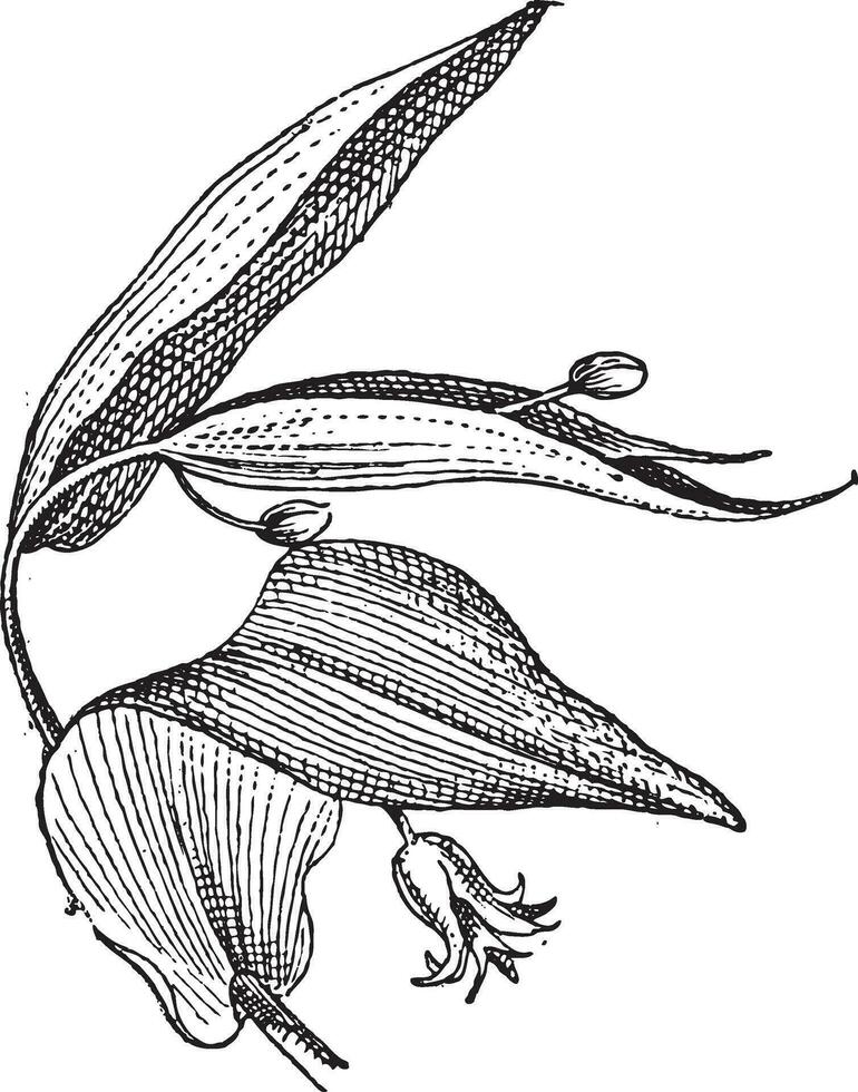 uvularia ou bellwort, ancien gravure. vecteur