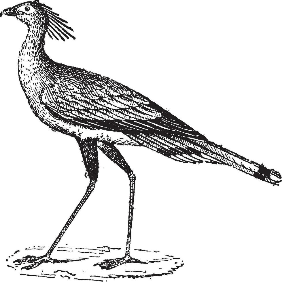 secrétaire oiseau ou Sagittaire serpentaire, ancien gravure vecteur