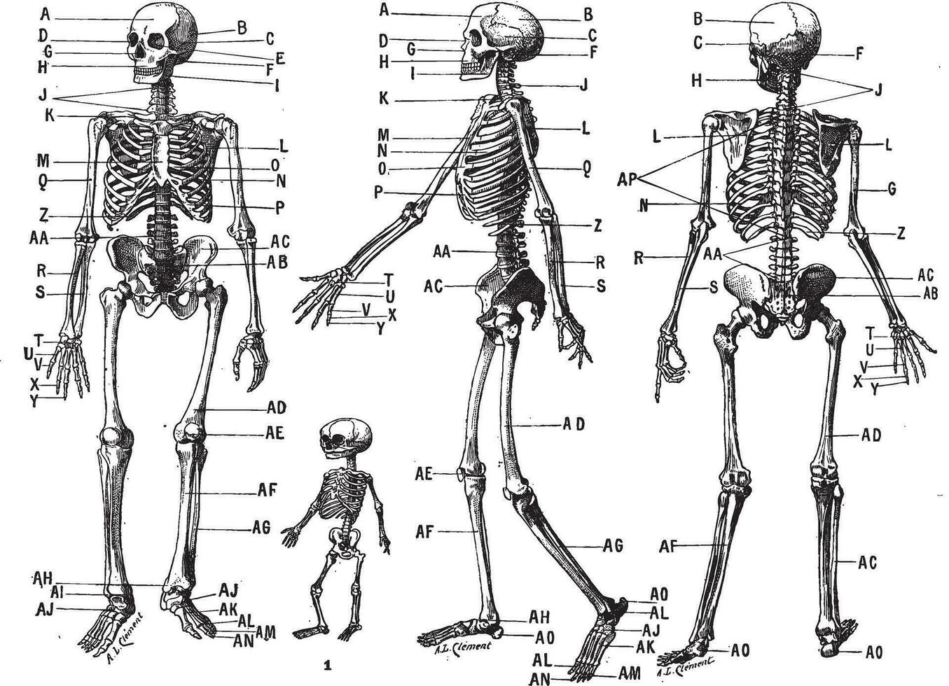 Humain squelette, ancien gravure. vecteur